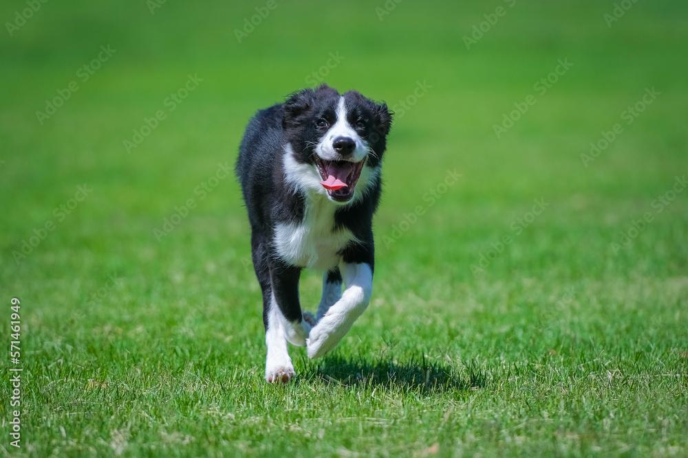 Border Collie puppy Border Collie puppy