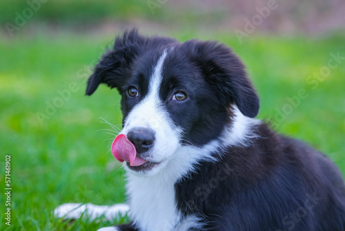 Border Collie puppy