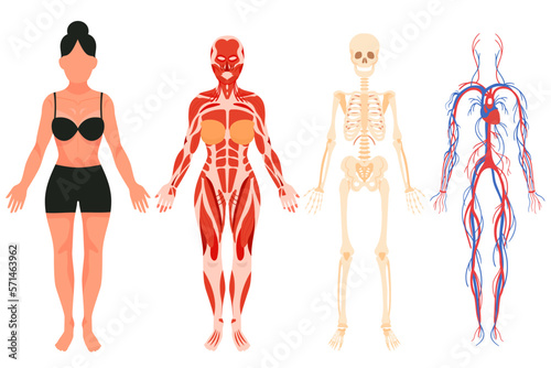 Anatomy of adult woman flat icons set. Science about human body, vein and nervous system, muscle and bones