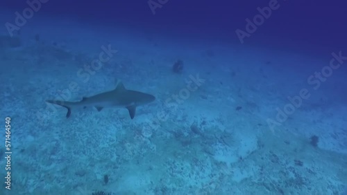 Wallpaper Mural Reef shark swims swiftly underwater in Maldives. Despite their voracious disposition, reef sharks are quite peaceful towards humans. We are too big to be treated as prey. Torontodigital.ca