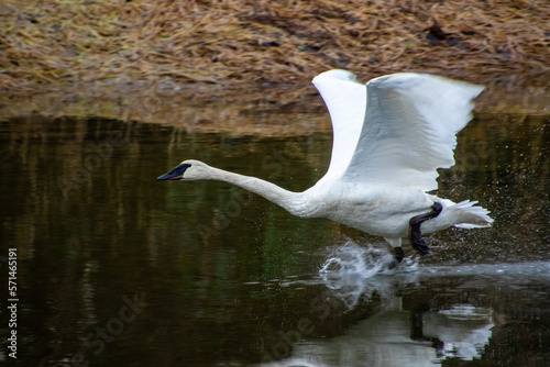 Photos A trumpeter swan taking off