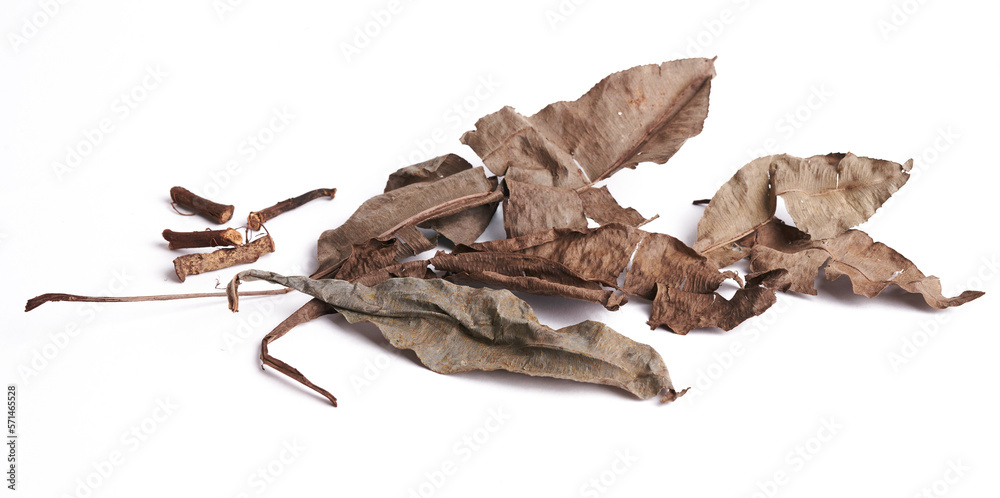 'Kacip Fatimah' (Labisia pumila) is a rainforest leafy herbs plant contain medicinal substances traditionally used for enhancing women vaginal muscles and libido. 'Kacip Fatimah' (Labisia pumila) is a rainforest leafy herbs plant contain medicinal substances traditionally used for enhancing women vaginal muscles and libido.
