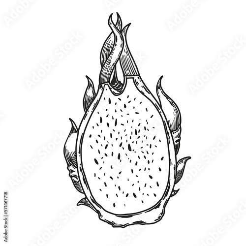 Pitaya Sketch. Dragon fruit hand drawing. Pitaya dragon fruit graphic black white isolated sketch illustration vector