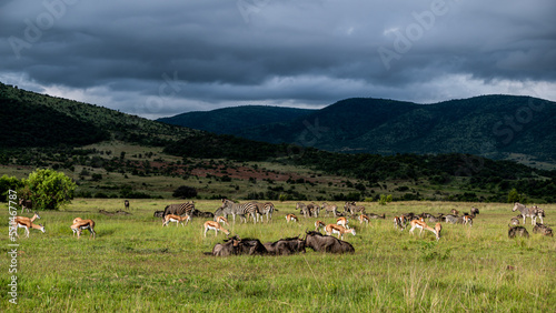 Peaceful African open plains scene of wild animal herds grazing and resting 