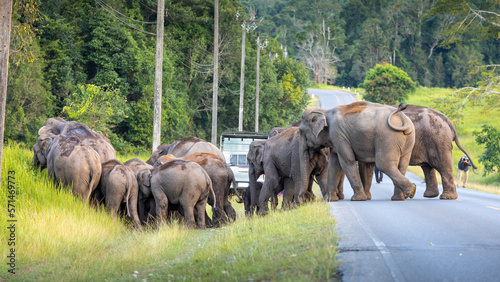 Wild elephants walking from green grass field and crossing the road in Khao yai national park. photo