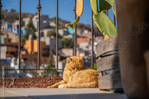 Cute ginger cat resting on the balcony.