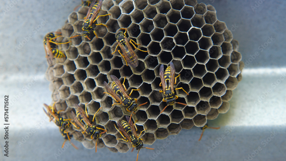 Nest of the common wasp Vespula vulgaris. Colony of wasps in a hive ...