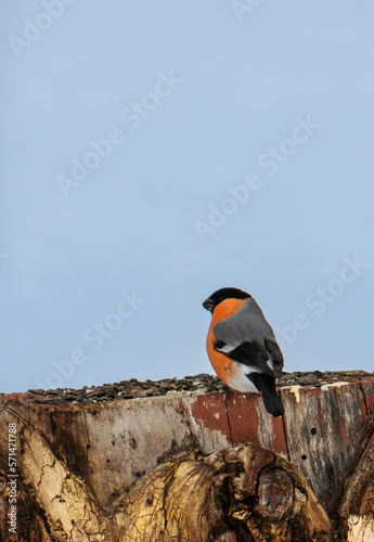 bird on a branch