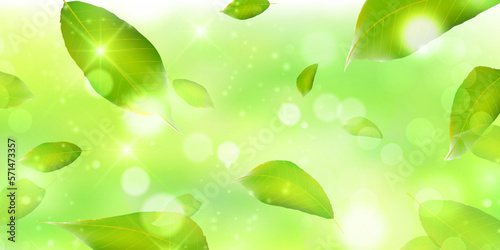 新緑　葉　風景　背景
