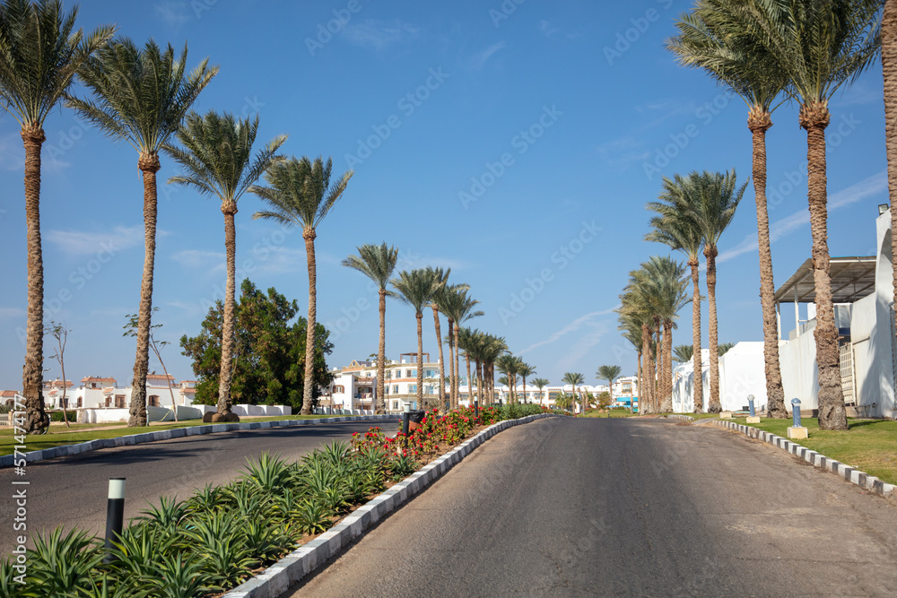 Fototapeta premium Asphalt road with palm trees