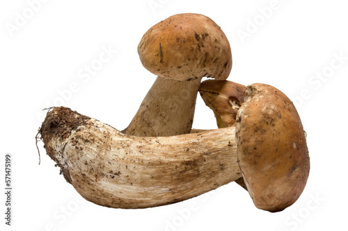 porcini mushroom on a isolated background