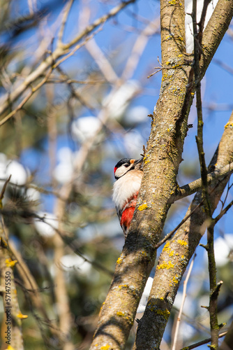 Woodpecker on tree. Dendrocopos major photo