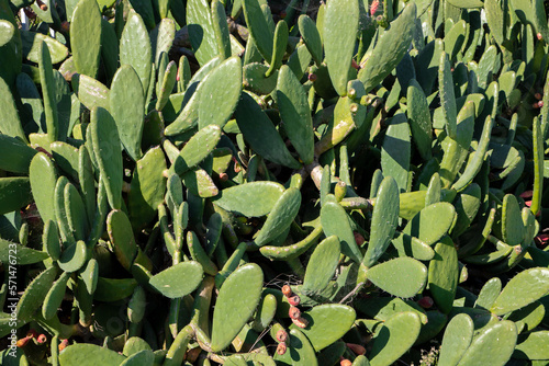 A close-up of a Opuntia ficus-indica cactus bush