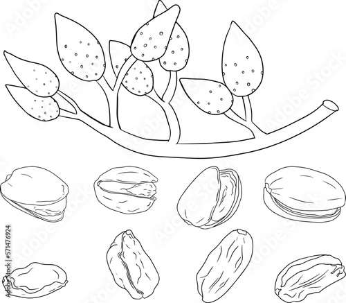 Pistachio. Vector hand drawn nuts. Coloring pages with different sort of nuns.