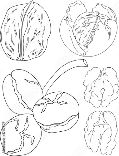 Walnut. Vector hand drawn nuts. Coloring pages with different sort of nuns.