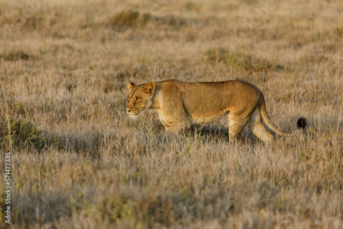 lion walking on the savannah