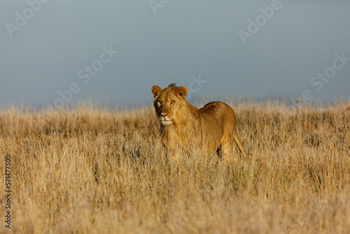lion walking on the savannah