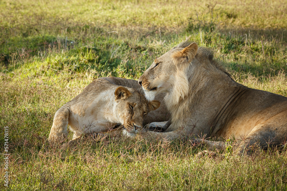 Naklejka premium lion ob the savannah