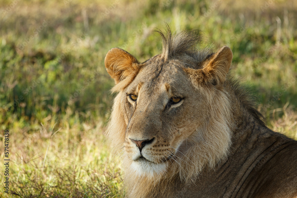 close-up of a lion