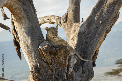 lion in a tree