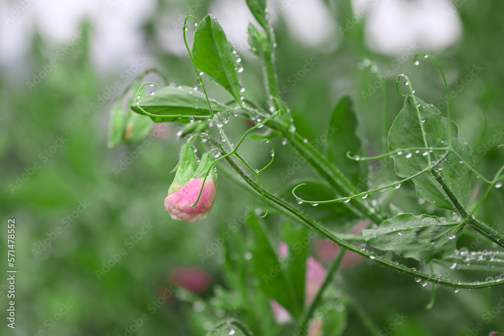 Blooming pea plant.