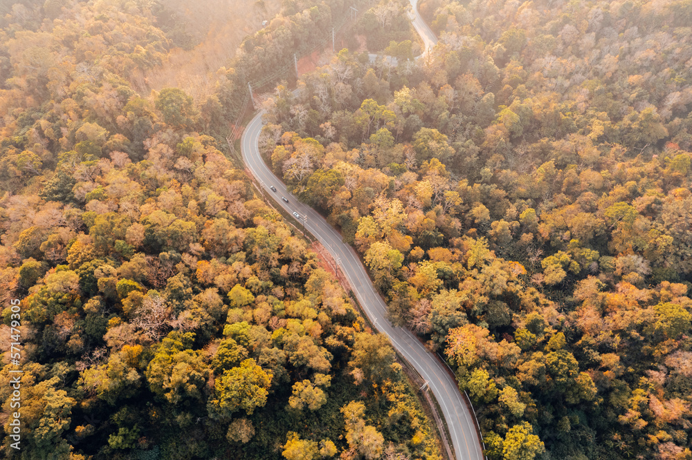 fall trees from above,Overhead view of a road in a forest in autumn