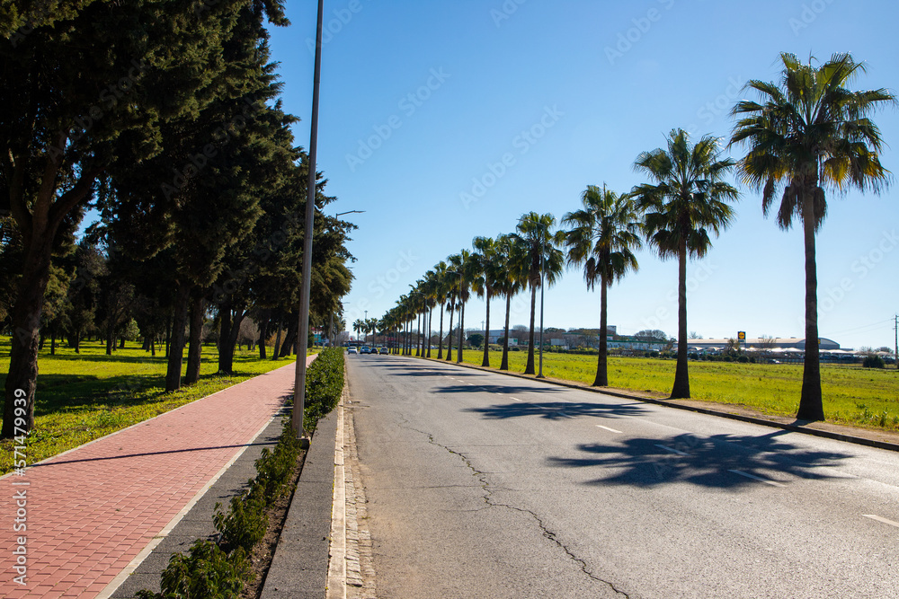 Landscape of a road next to a row of palm trees in Beja city - Portugal 