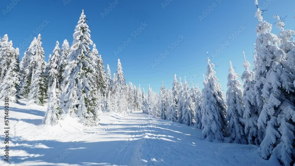 Winter landscape with path and trees under the snow. Winter scenery with cross country skiing way Winter landscape with path and trees under the snow. Winter scenery with cross country skiing way