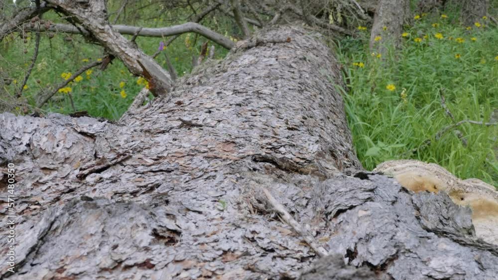 Southern Urals, the trunk of a large fallen larch (Larix sibirica). Southern Urals, the trunk of a large fallen larch (Larix sibirica).