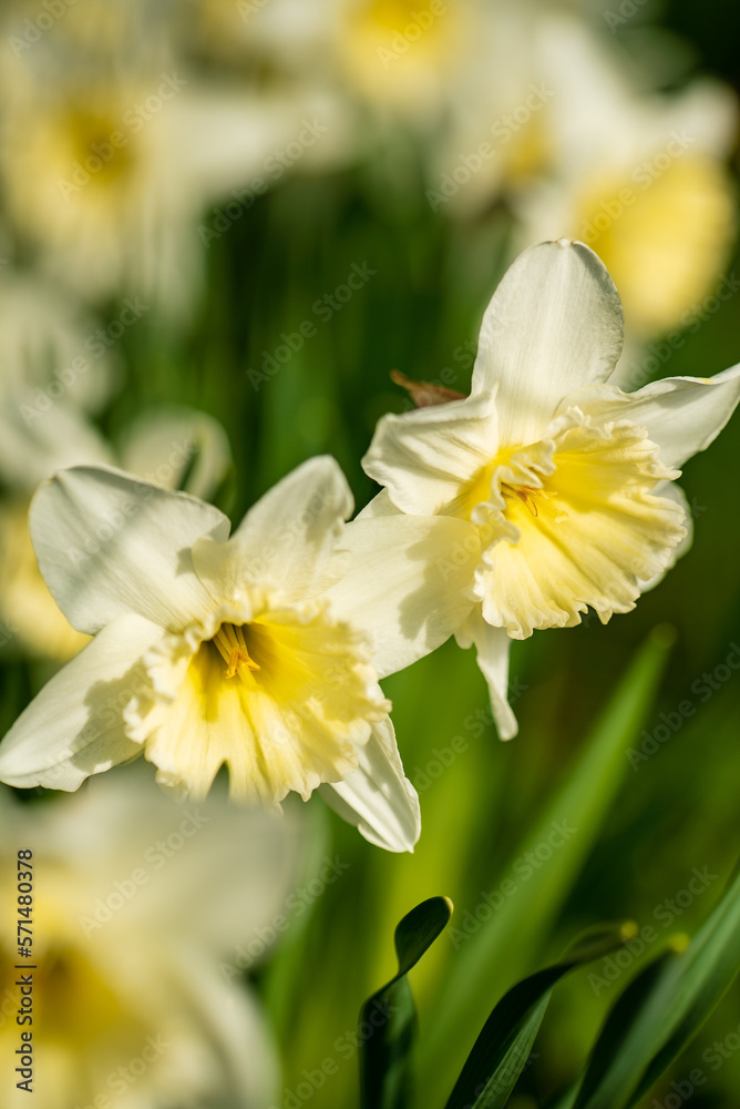 Narcissus flower. Narcissus daffodil flowers and green leaves background. Narcissus flower. Narcissus daffodil flowers and green leaves background.