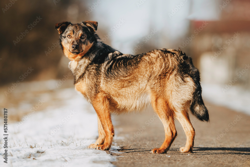 portrait of a happy gray mixed breed dog outdoors in spring portrait of a happy gray mixed breed dog outdoors in spring