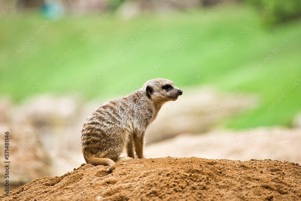 Fototapeta premium Meerkat sits on a mound and observes the area, diffuse background.