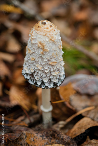 Edible mushroom, Coprinopsis atramentaria in autumn forest
