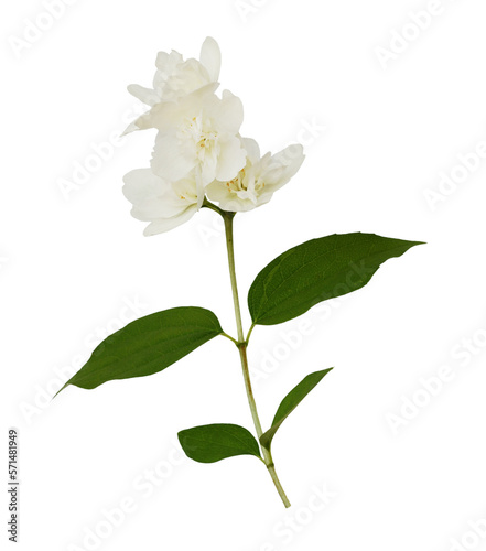 Twig of Jasmine (Philadelphus) double flowers isolated on white or transparent background