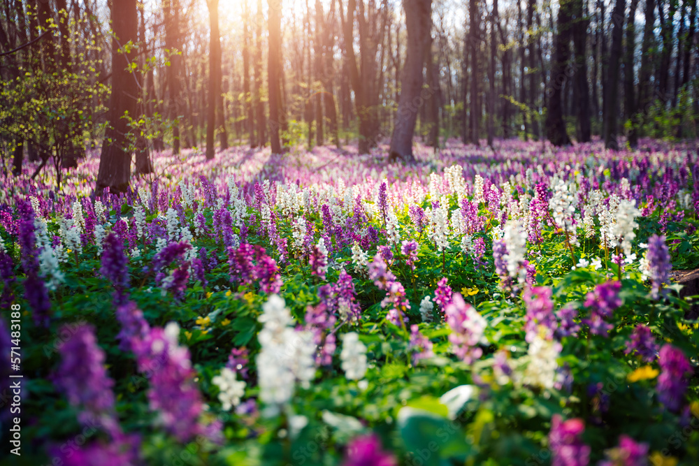 Naklejka premium Picturesque spring glade in forest with flowering Corydalis cava.