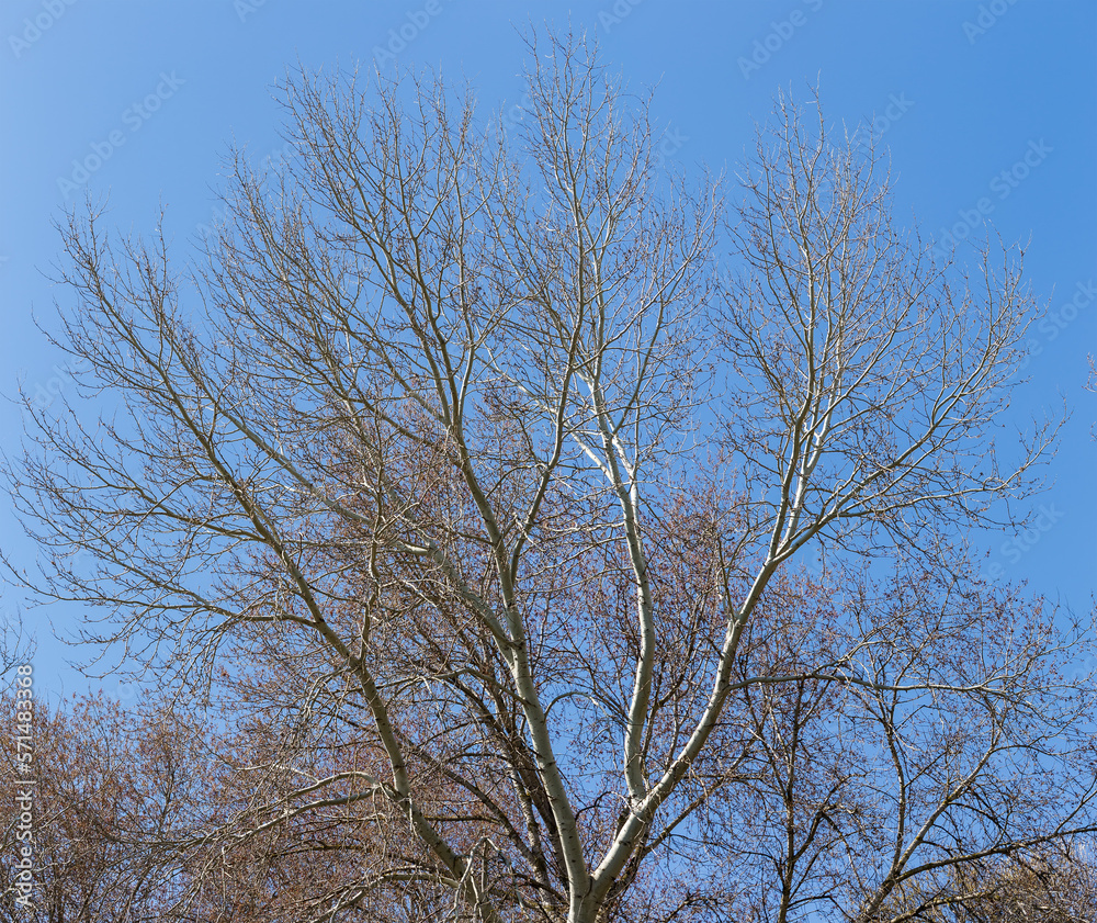 Branches of aspen against the clear sky in early springtime Branches of aspen against the clear sky in early springtime