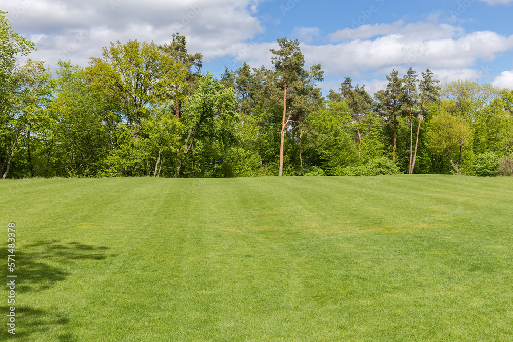 Big lawn with low grass on background of different trees