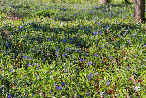 Glade overgrown with blooming vinca in sunny spring forest © An-T