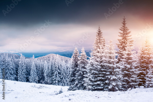 Snow-covered fir trees and a frosty day in a mountainous area. Carpathian mountains, Ukraine. © Leonid Tit