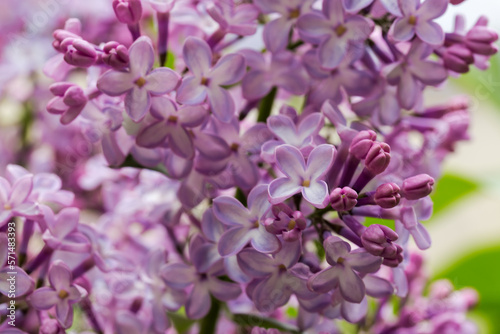 Part of purple lilac inflorescence  close-up in selective focus