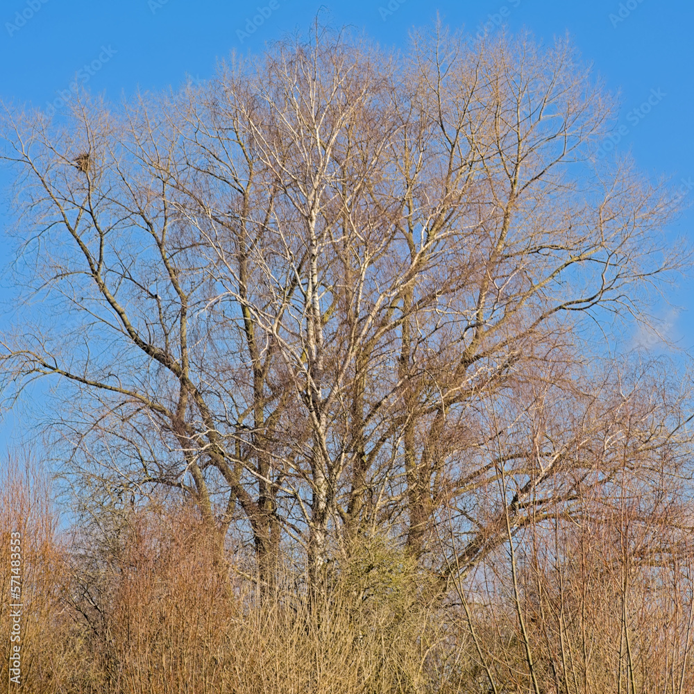 Sunny bare treetops on a clear blue sky Sunny bare treetops on a clear blue sky