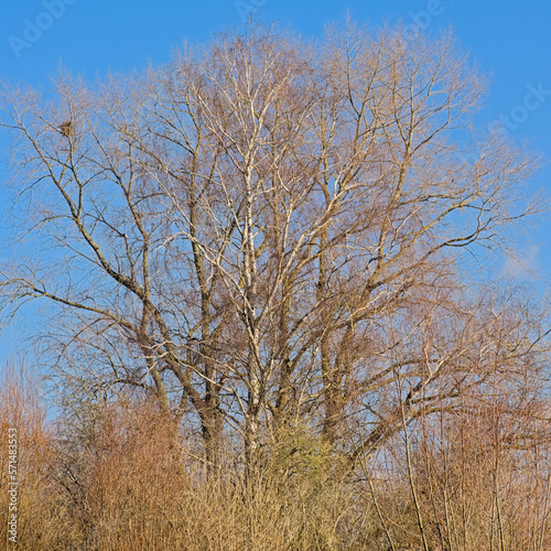 Sunny bare treetops on a clear blue sky