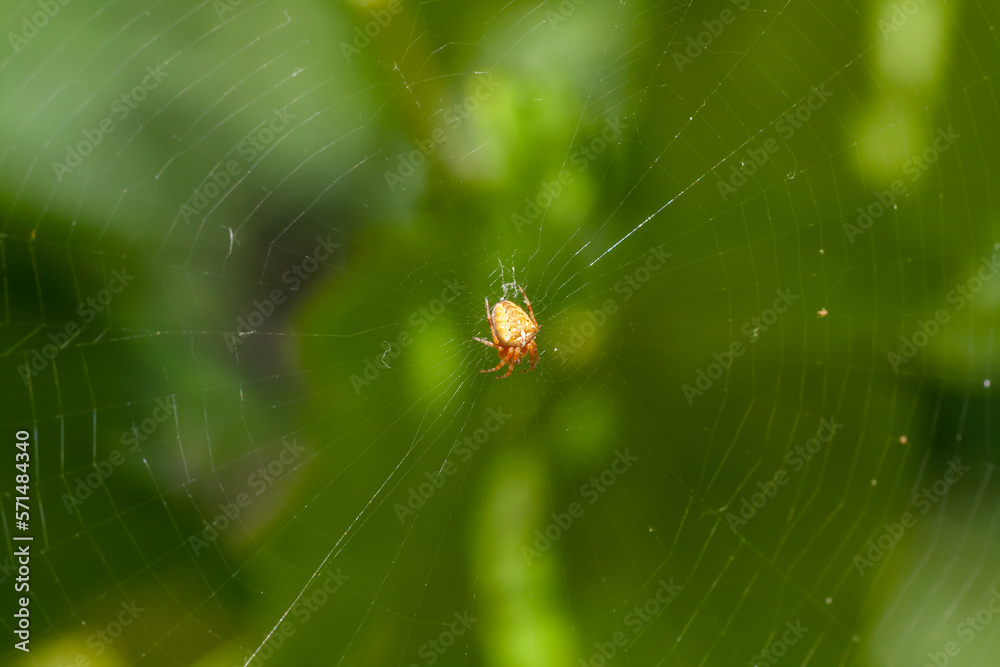 Macro shot of a spider in a cobweb