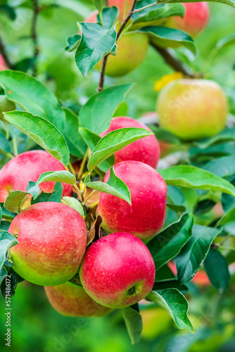 Fresh apples grow on the tree in the orchard