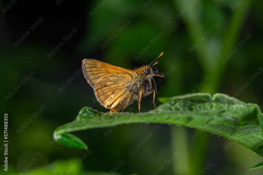 A large skipper butterfly sitting on a green leaf on a summer sunny day macro photography. A moth sitting on a potato plant in summertime close-up photo. A large skipper butterfly sitting on a green leaf on a summer sunny day macro photography. A moth sitting on a potato plant in summertime close-up photo.