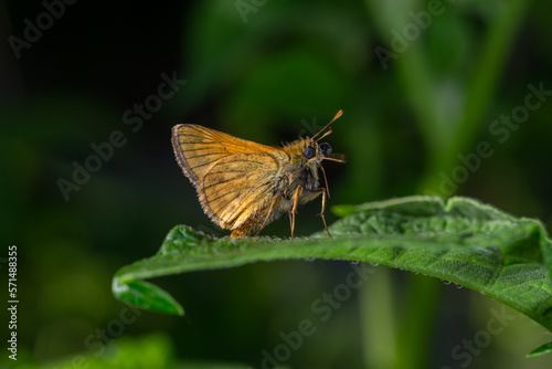 A large skipper butterfly sitting on a green leaf on a summer sunny day macro photography. A moth sitting on a potato plant in summertime close-up photo. © Anton