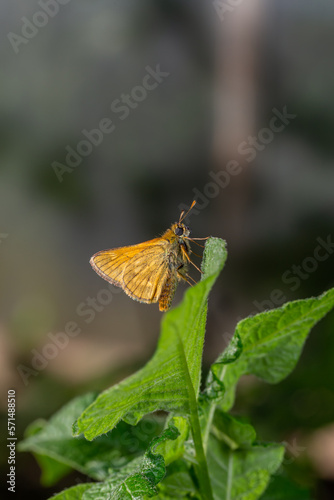 A large skipper butterfly sitting on a green leaf on a summer sunny day macro photography. A moth sitting on a potato plant in summertime close-up photo.