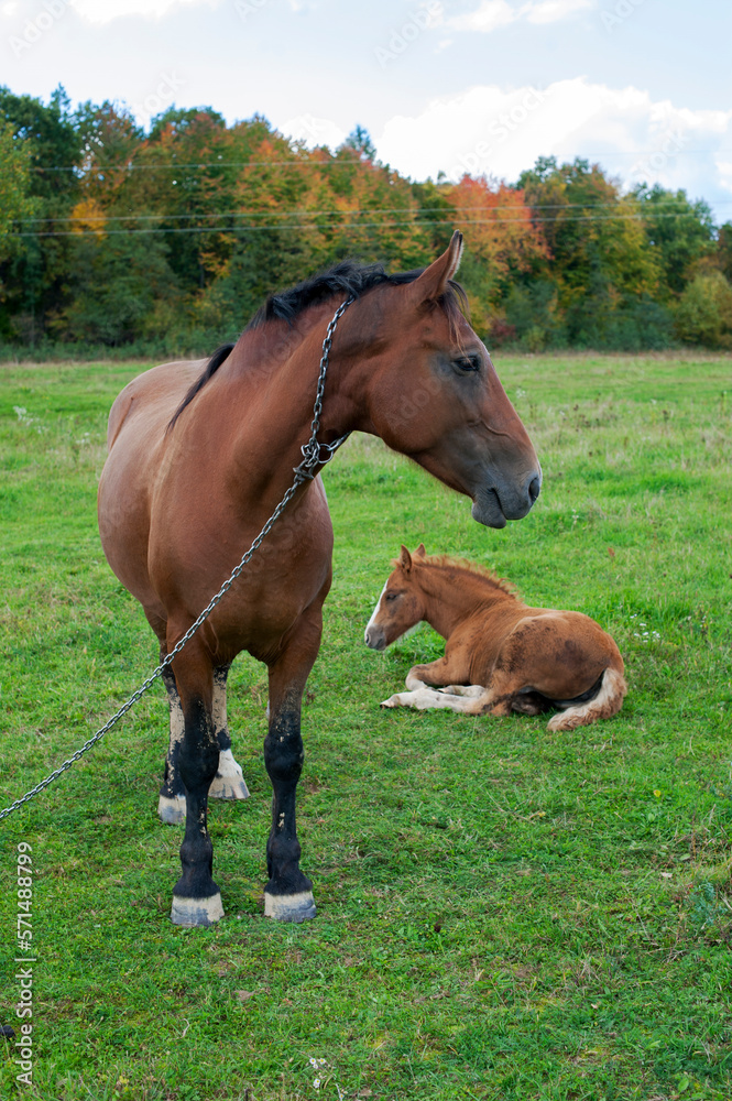 brown mare with foal in the mountains on a beautiful sunny day