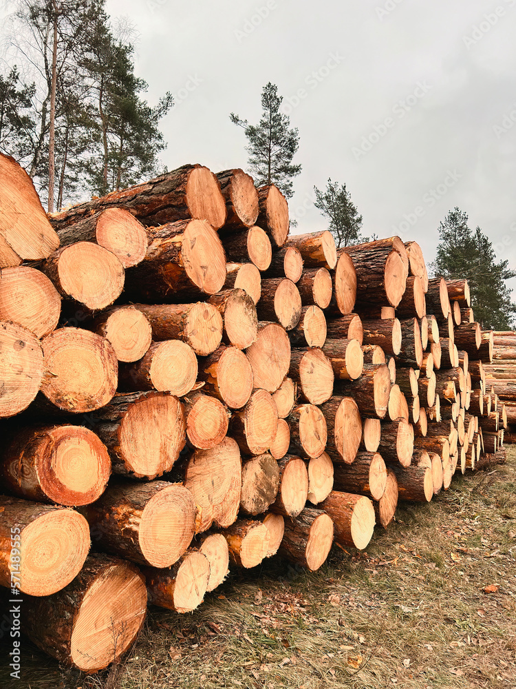 Forest pine and spruce trees. Log trunks pile, the logging timber wood industry.