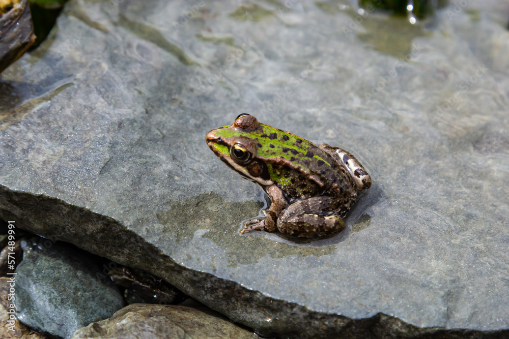 A green frog, Lithobates clamitans, rests on a cameo near a pond A green frog, Lithobates clamitans, rests on a cameo near a pond